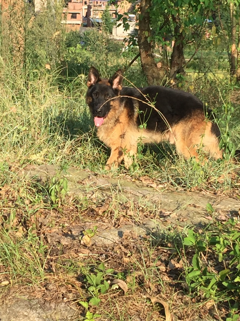 四川川东猎犬可以视频在线观看产地直供。