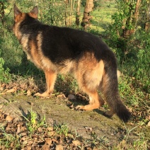 四川川东猎犬可以视频观看产地直供。