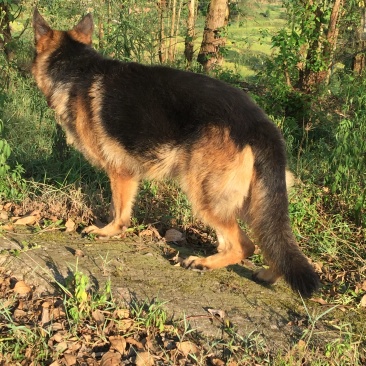 四川川东猎犬可以视频在线观看产地直供。