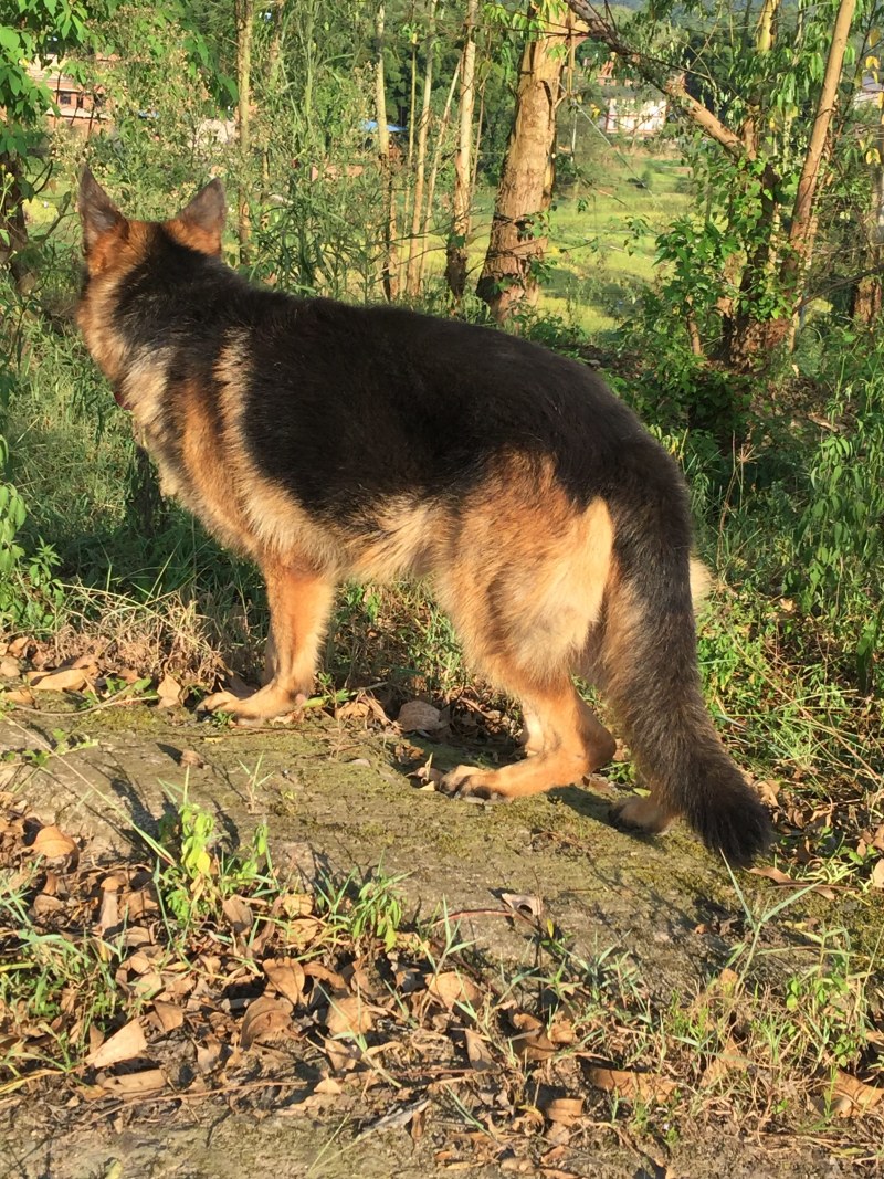 四川川东猎犬可以视频在线观看产地直供。