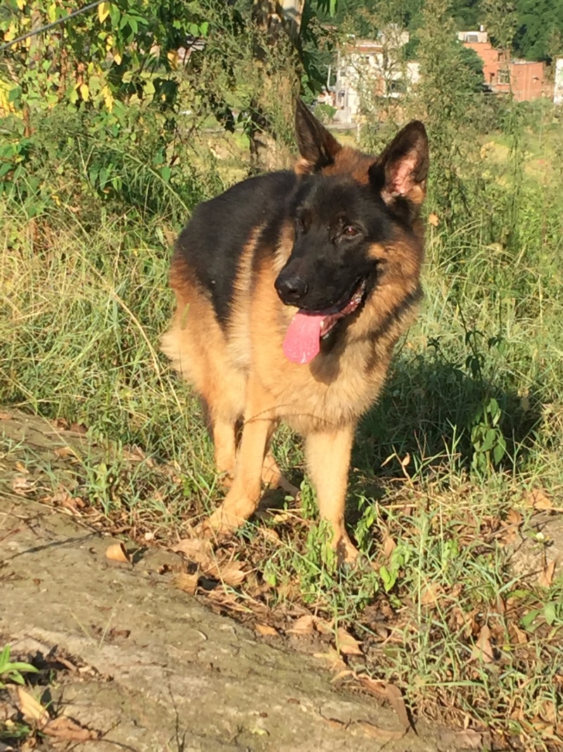 四川川东猎犬可以视频在线观看产地直供。