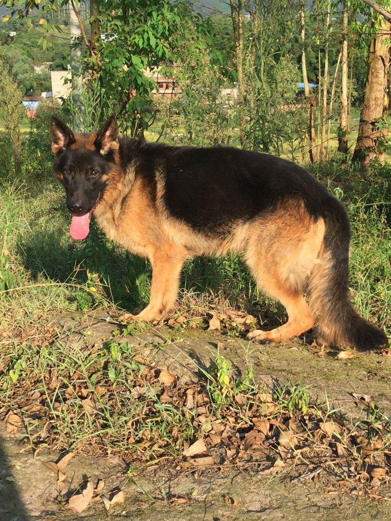 四川川东猎犬可以视频在线观看产地直供。