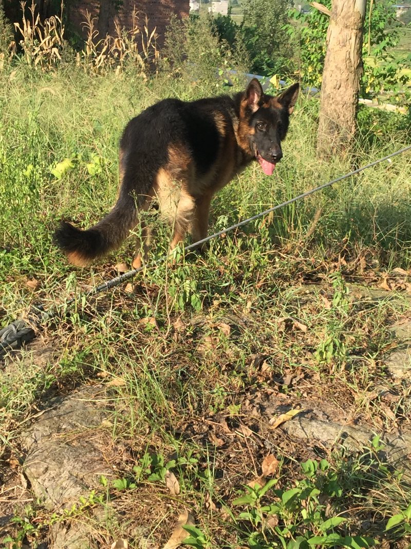 四川川东猎犬可以视频在线观看产地直供。