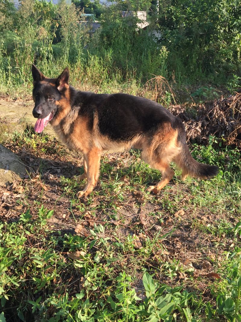 四川川东猎犬可以视频在线观看产地直供。