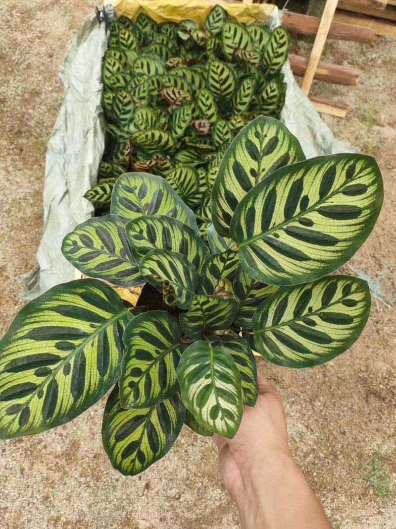 孔雀竹芋美化环境净化空气