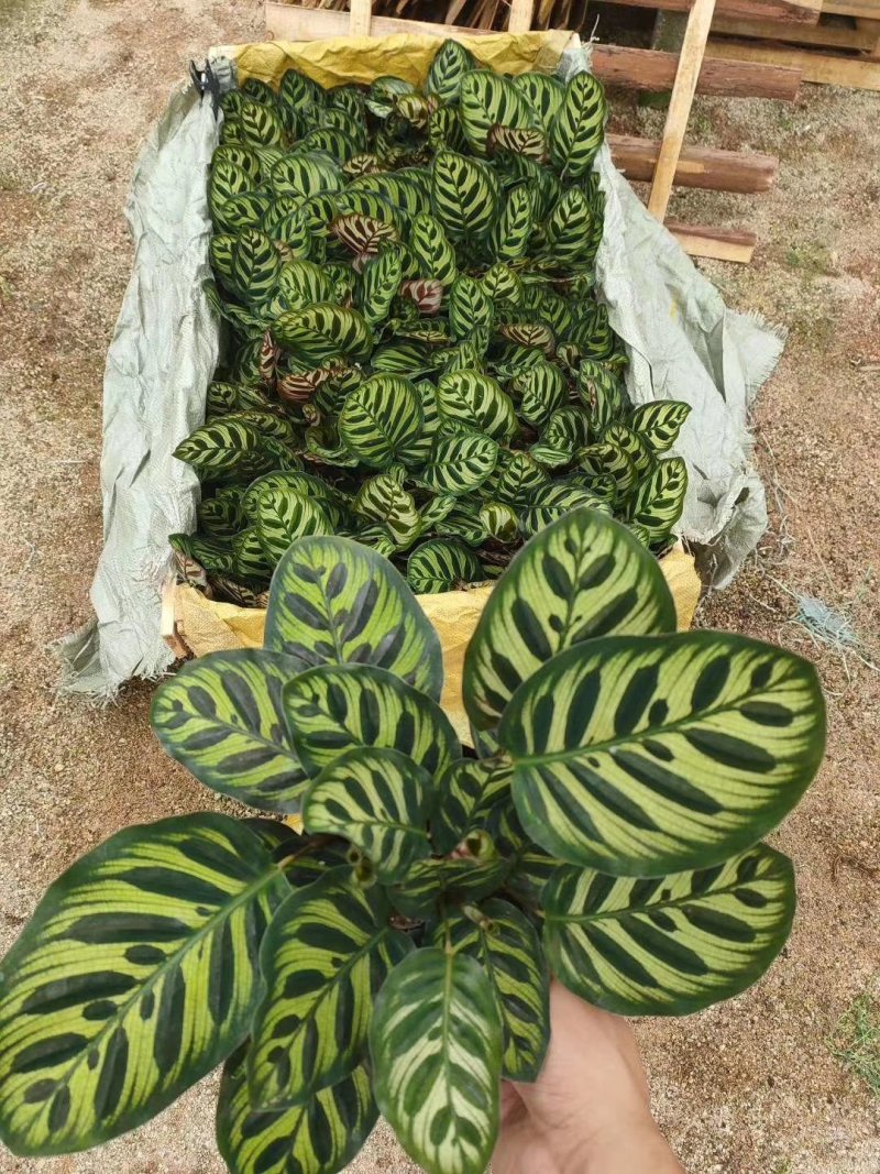 孔雀竹芋美化环境净化空气