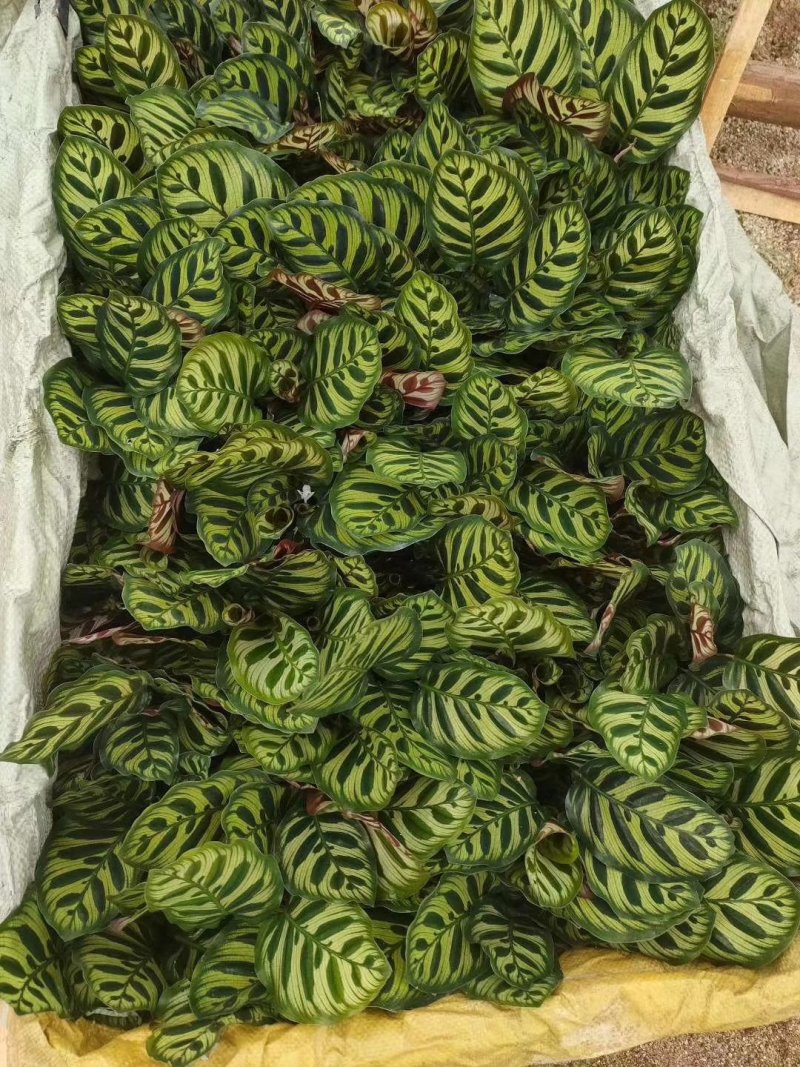 孔雀竹芋美化环境净化空气