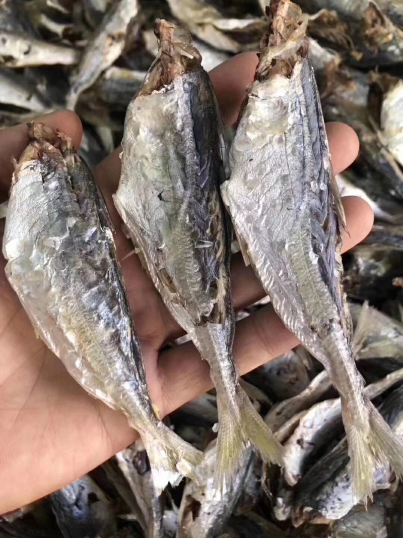 就船晒的巴浪鱼干