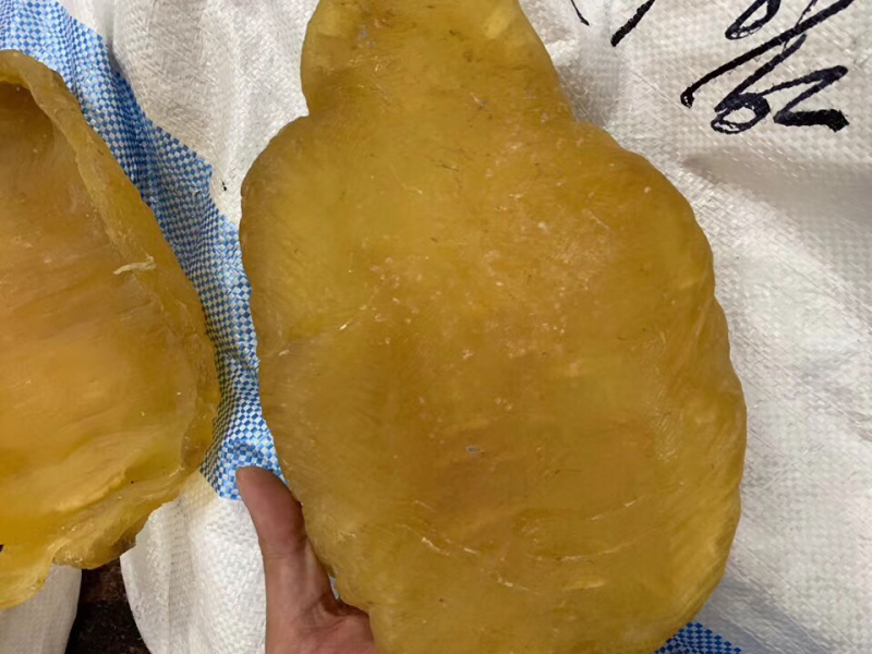花胶巨大斗胡胶1.74斤/个1.72斤/个