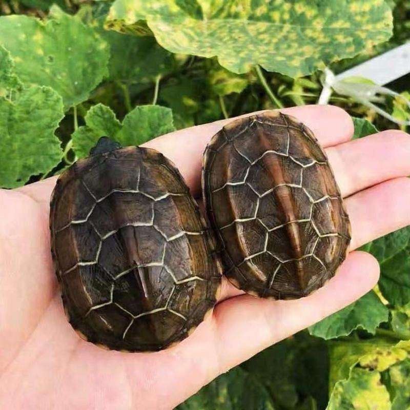 中华草龟碌乌龟中华草龟6-8厘米，1-3两