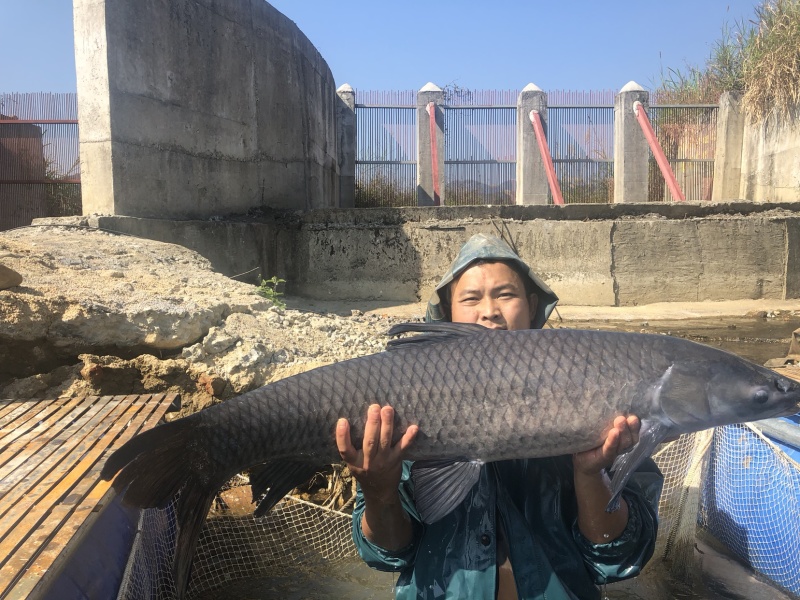 青鱼出售