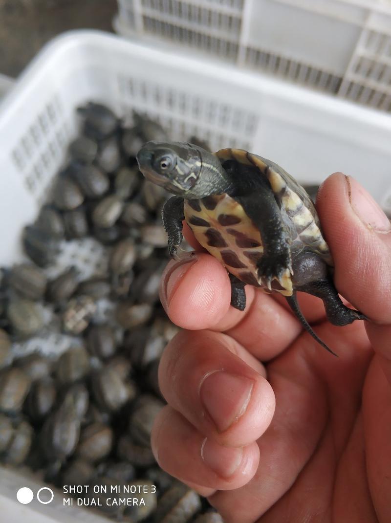 中华草龟外塘草龟2019年头苗3-4厘米10克左右。