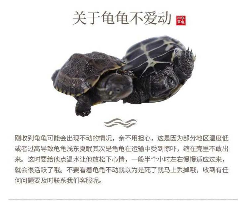 中华草龟外塘草龟2019年头苗3-4厘米10克左右。