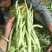 茂县高山生态无茎豆大量上市了