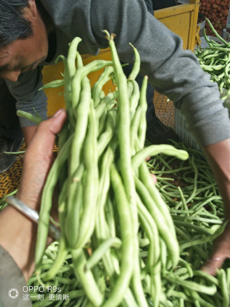 茂县高山生态无茎豆大量上市了