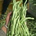 茂县高山生态无茎豆大量上市了