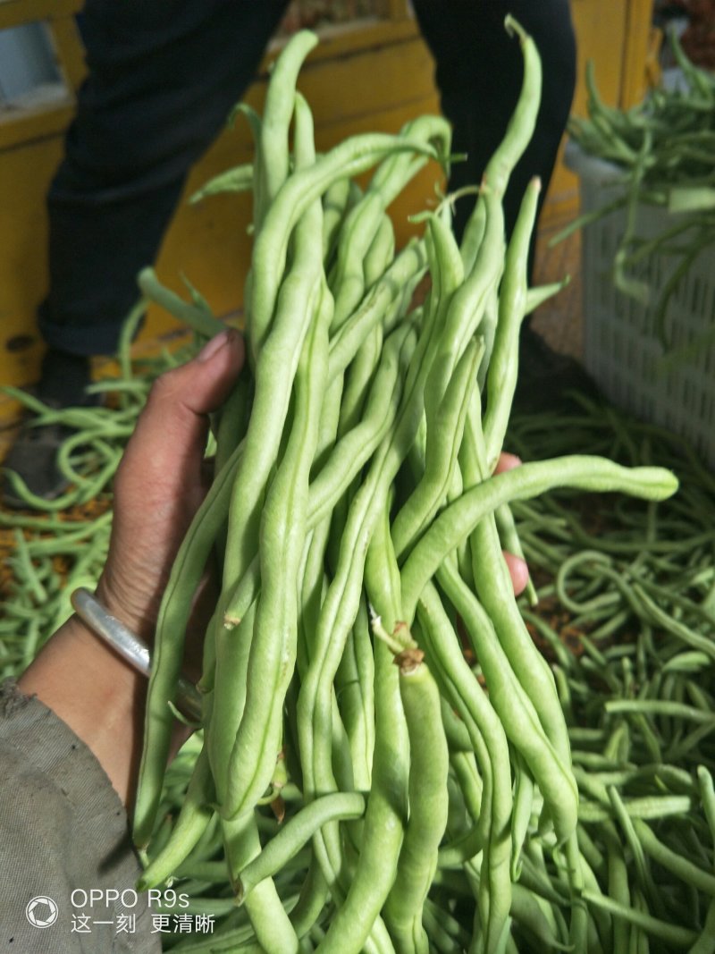 茂县高山生态无茎豆大量上市了