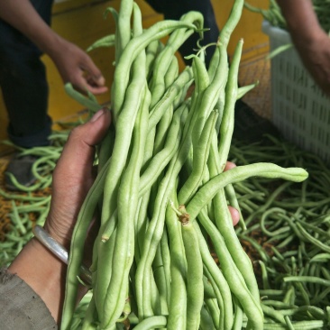 茂县高山生态无茎豆大量上市了