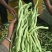 茂县高山生态无茎豆大量上市了