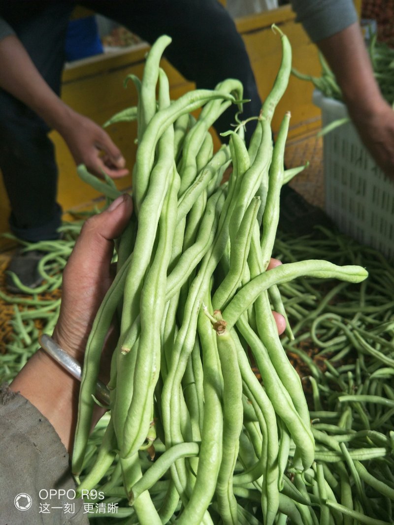 茂县高山生态无茎豆大量上市了