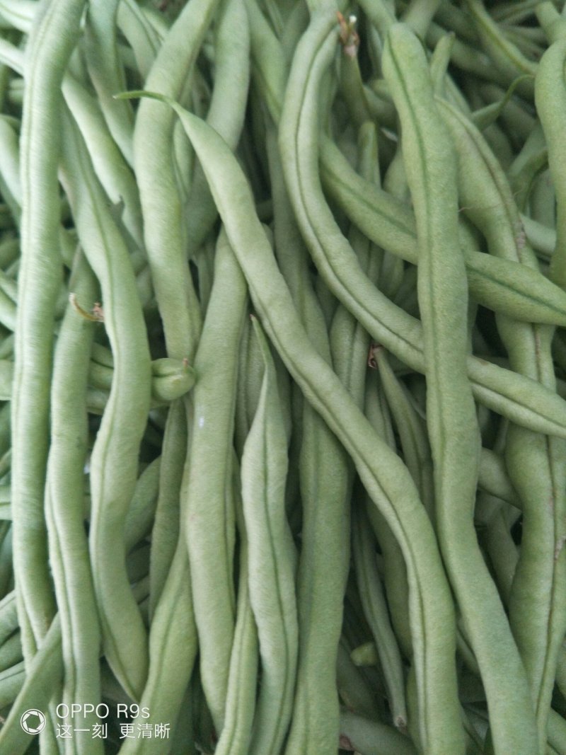茂县高山生态无茎豆大量上市了