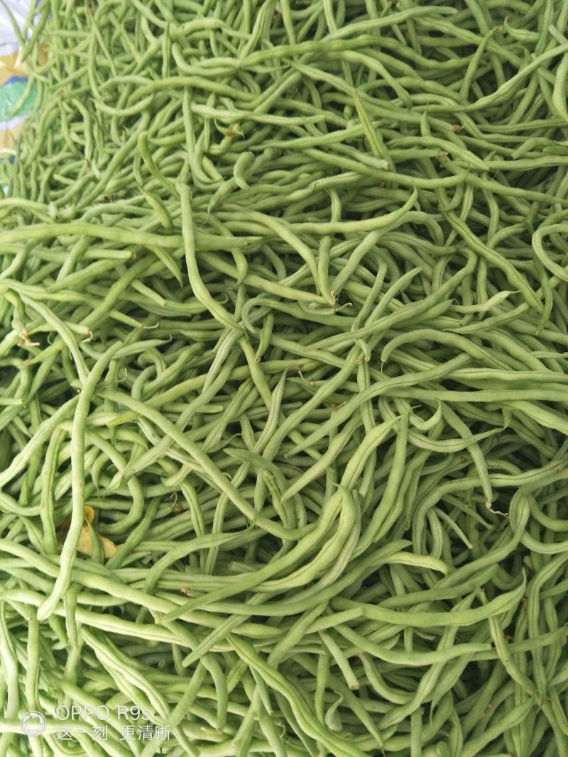 茂县高山生态无茎豆大量上市了