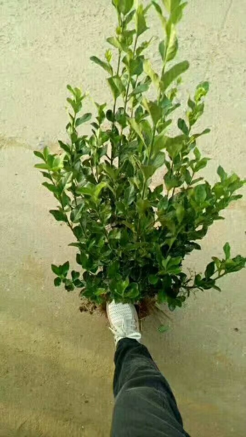 卫矛球大量出售卫矛球，量大从优