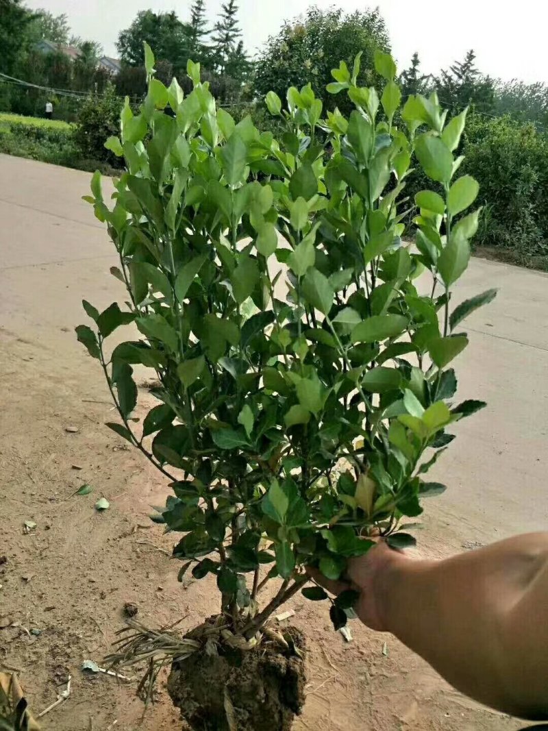 卫矛球大量出售卫矛球，量大从优