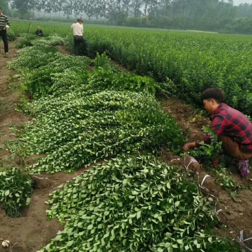卫矛球大量出售卫矛球，量大从优