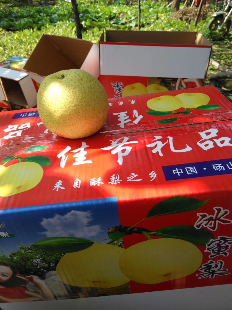 贡梨果园直供砀山百年梨园口感脆甜全国供货