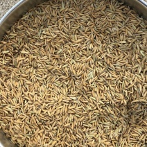 19年黄花粘稻谷价格便宜质量好