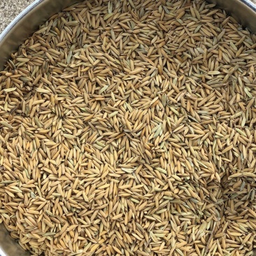 19年黄花粘稻谷价格便宜质量好