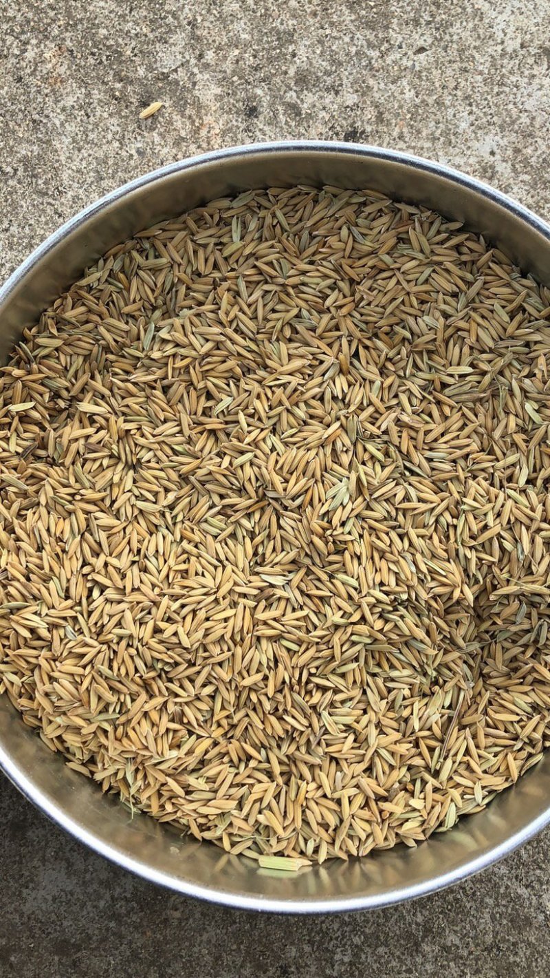 19年黄花粘稻谷价格便宜质量好