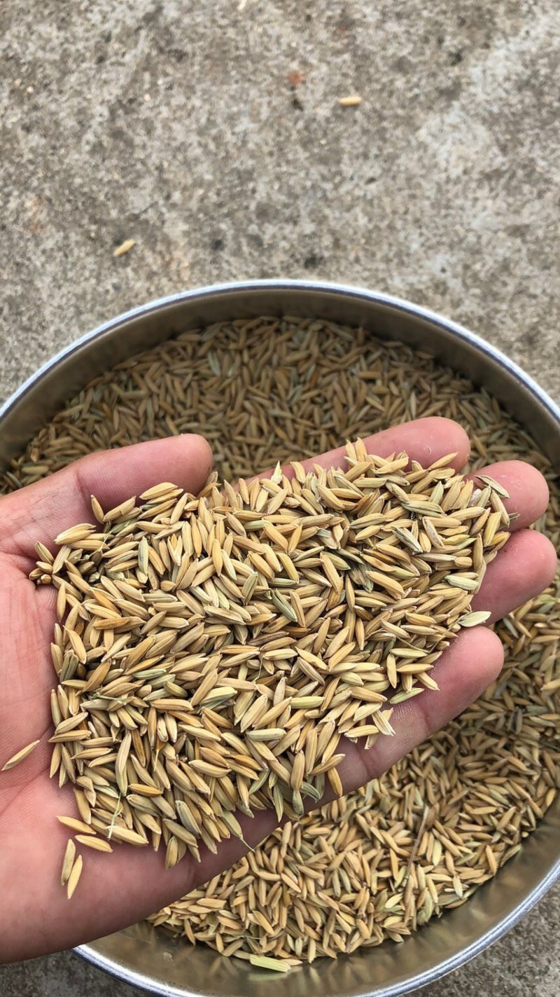 19年黄花粘稻谷价格便宜质量好