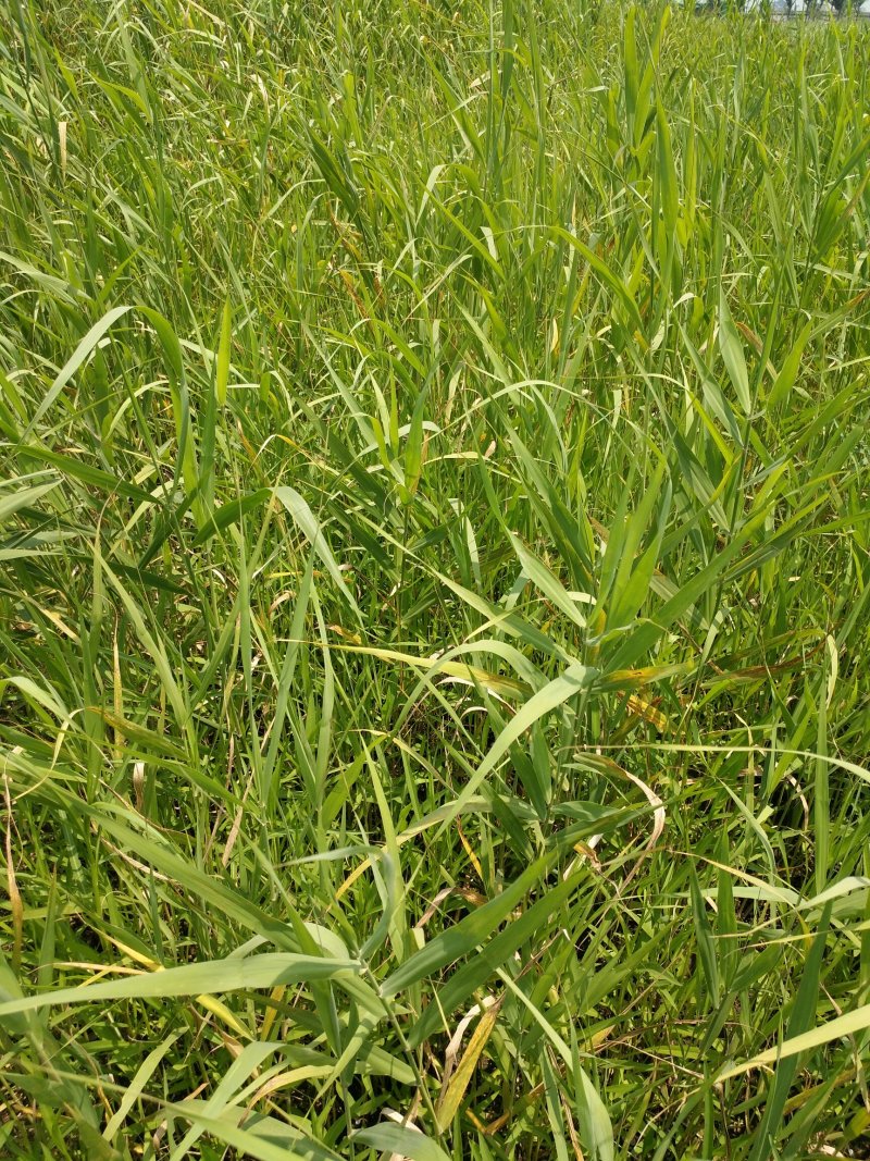 芦苇，质优价廉，欢迎大量采购，产地直发，量大从优