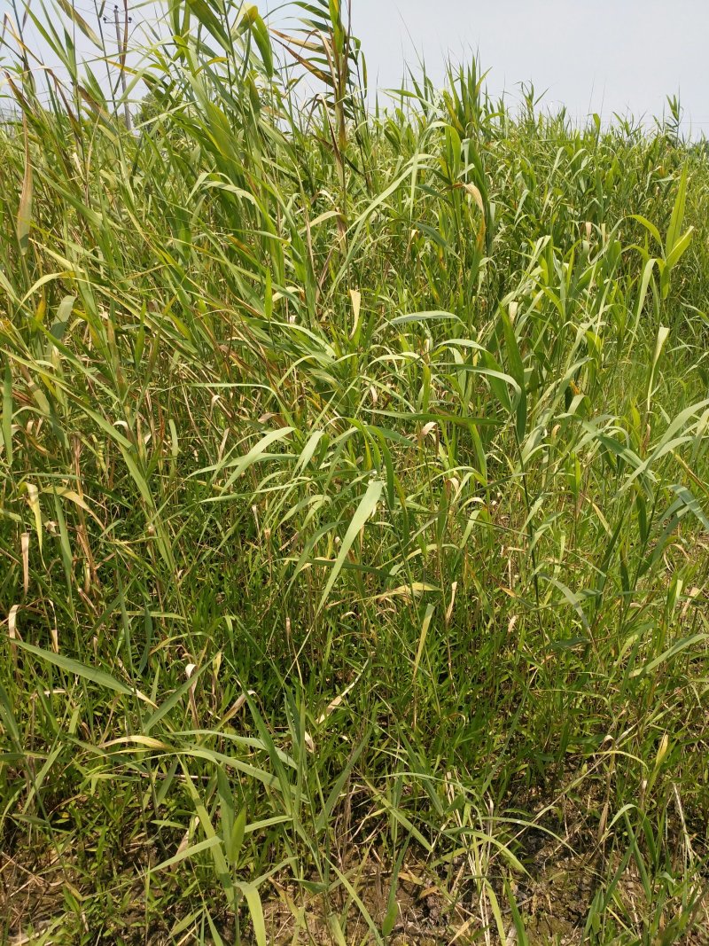 芦苇，质优价廉，欢迎大量采购，产地直发，量大从优