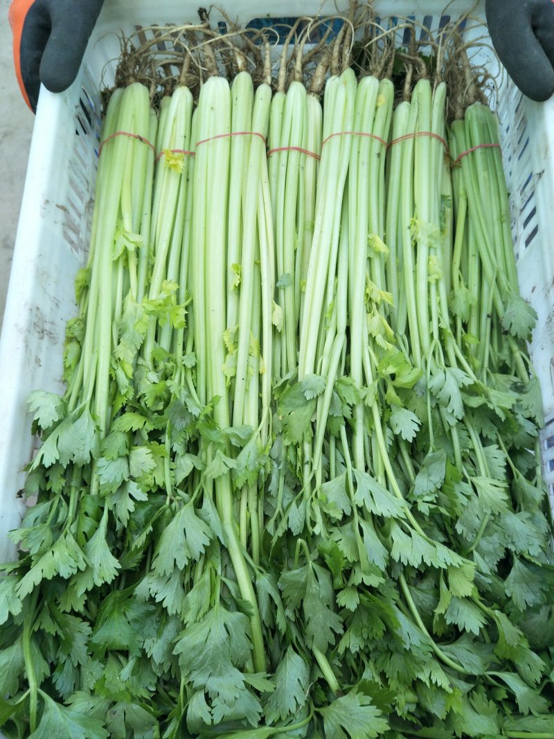 芹菜大量供应，常年不断货，质量有保证，诚信第一