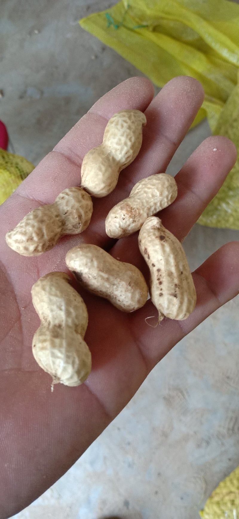鲜花生大白沙，产地直供，代发全国，一手货源。