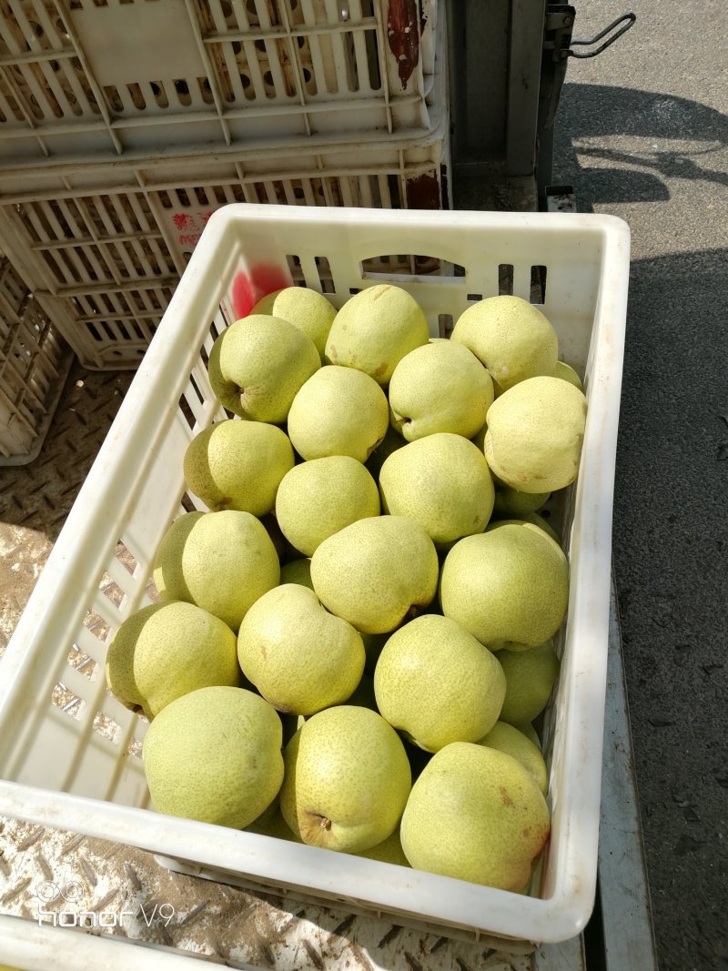 砀山酥梨精品梨万亩果园区颜色金黄果型好老果园区基地