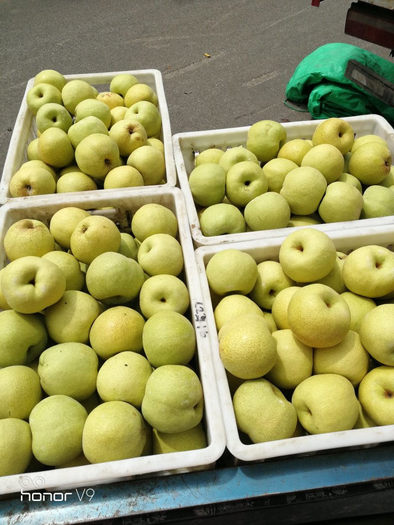 砀山酥梨精品梨万亩果园区颜色金黄果型好老果园区基地