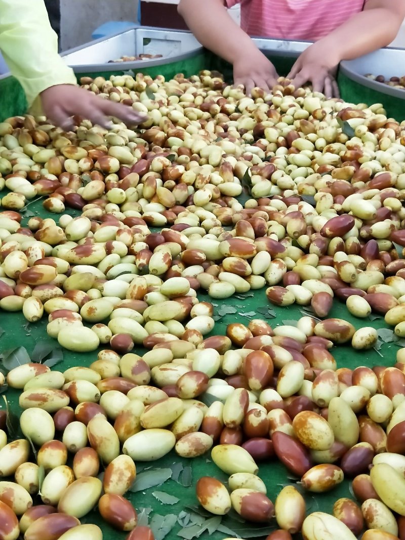 马牙枣