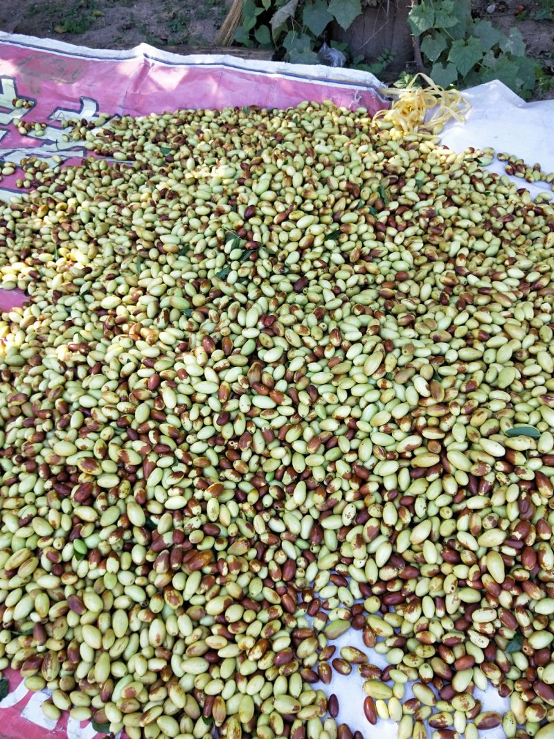 马牙枣