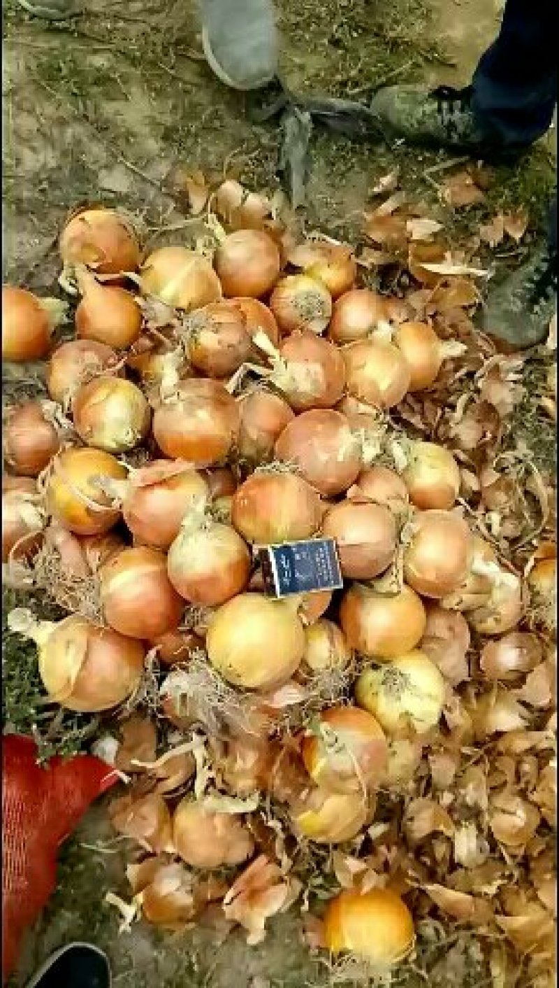 黄皮洋葱5-8.8-12货源，市场或出口东南亚