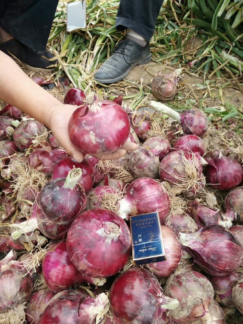 红皮洋葱，8-12规格，货源充足