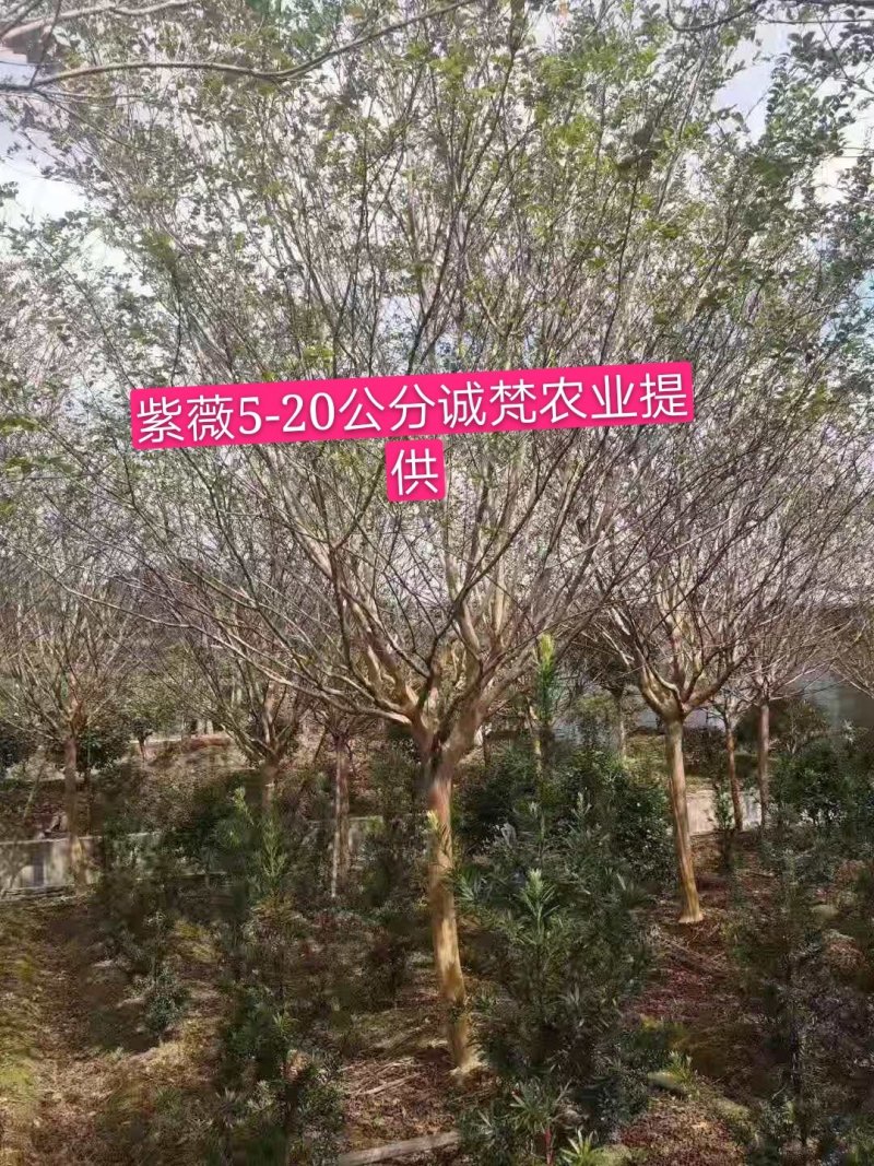 5-20公分紫薇量大供应要的抓紧了，，，