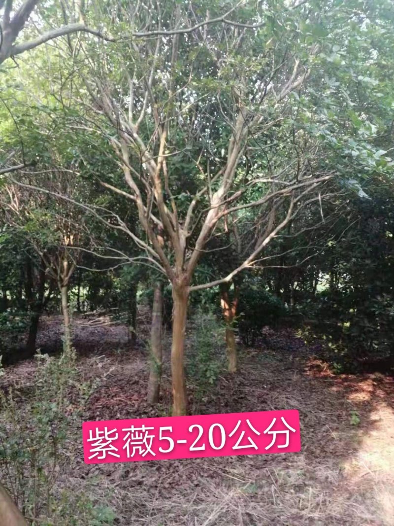 5-20公分紫薇量大供应要的抓紧了，，，