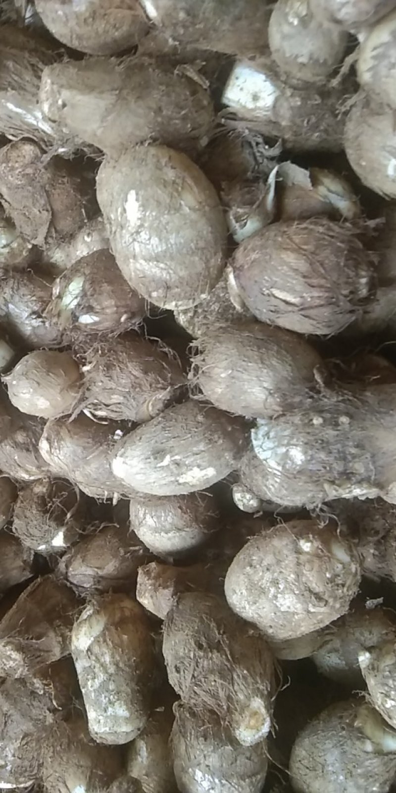 诸城市马耳山芋头生产专业合作社