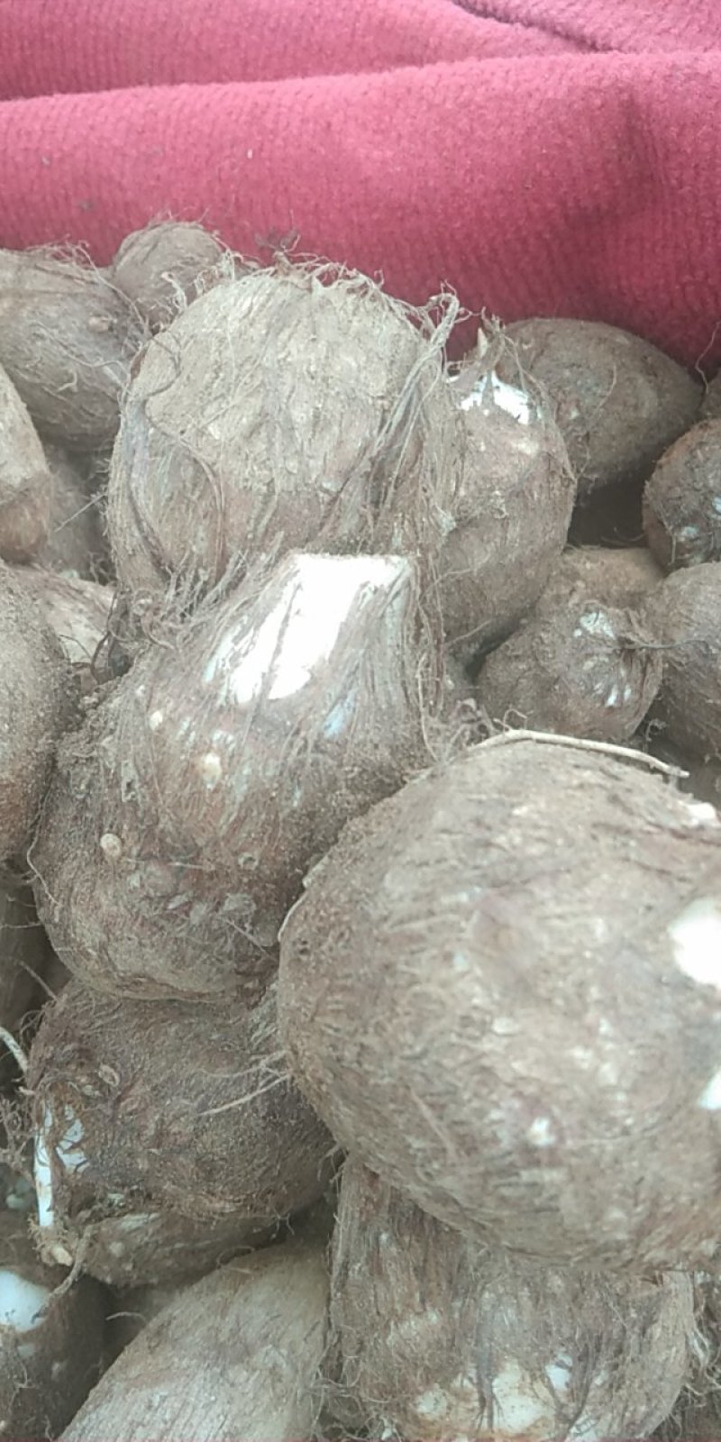 诸城市马耳山芋头生产专业合作社