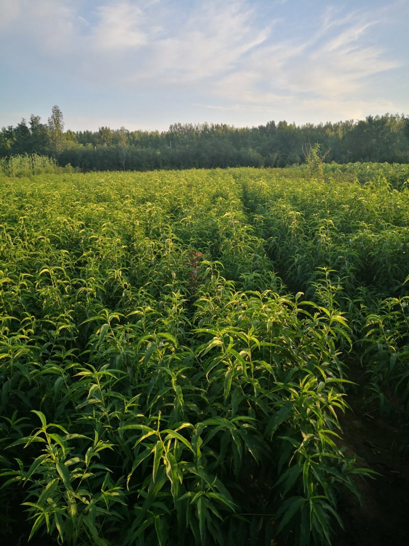 桃树苗中油蟠7号7-11桃树苗黄金巨蟠，油蟠9基地直销