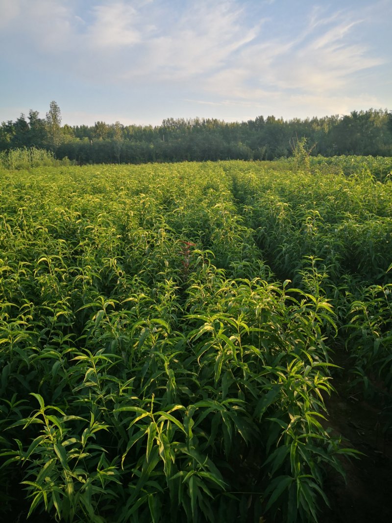 桃树苗风味天后蟠桃树苗，油蟠7，油蟠7-7，油蟠6-6桃